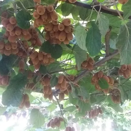 Holiday Vujovic Σπίτι διακοπών *